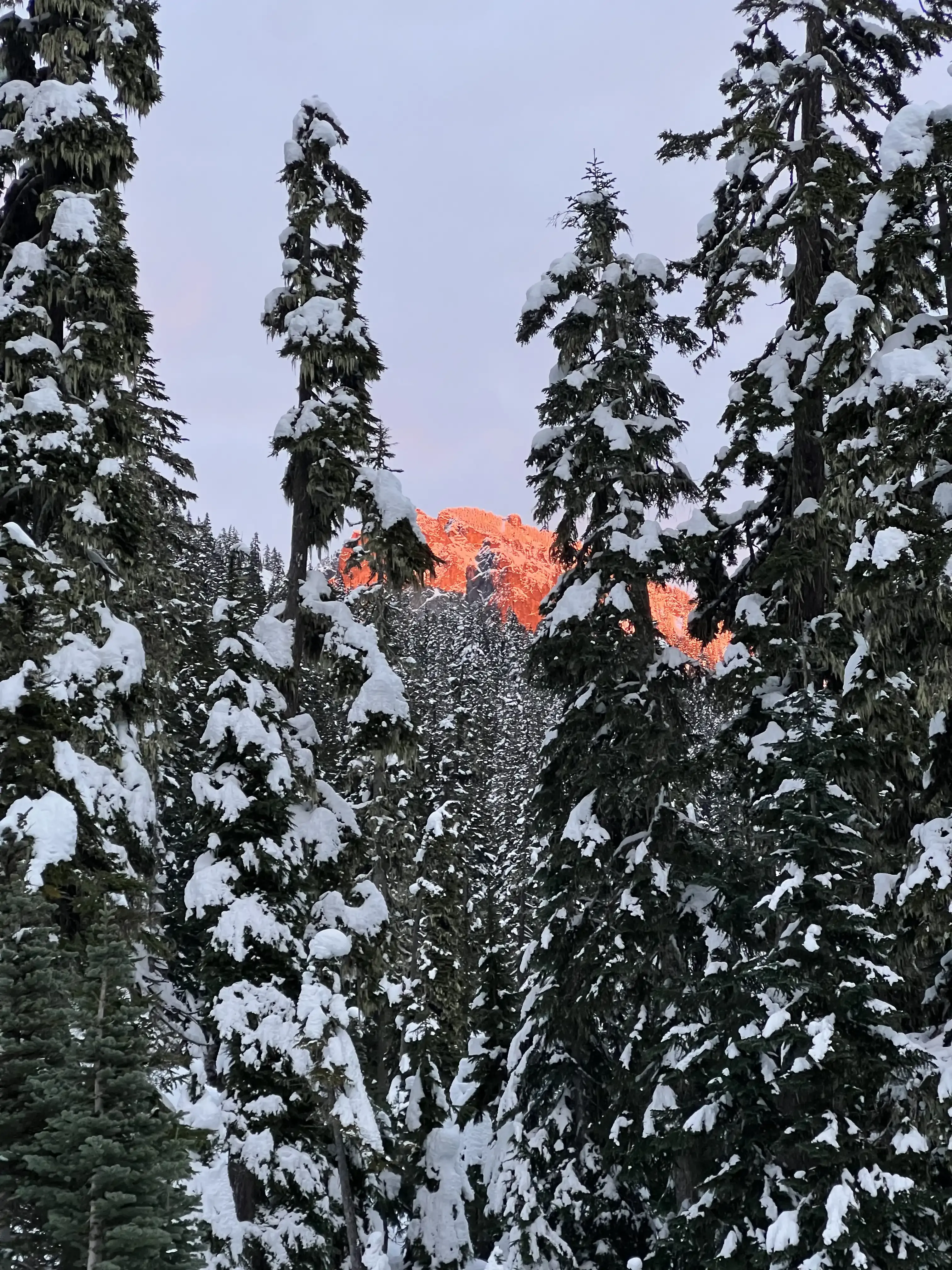alpenglow-through-trees-snoqualmie-pass-late-november.webp